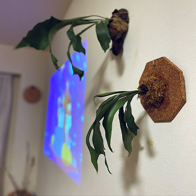 lalakoさんの実例写真