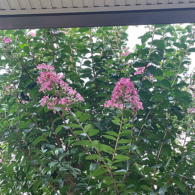 kuikoさんの実例写真