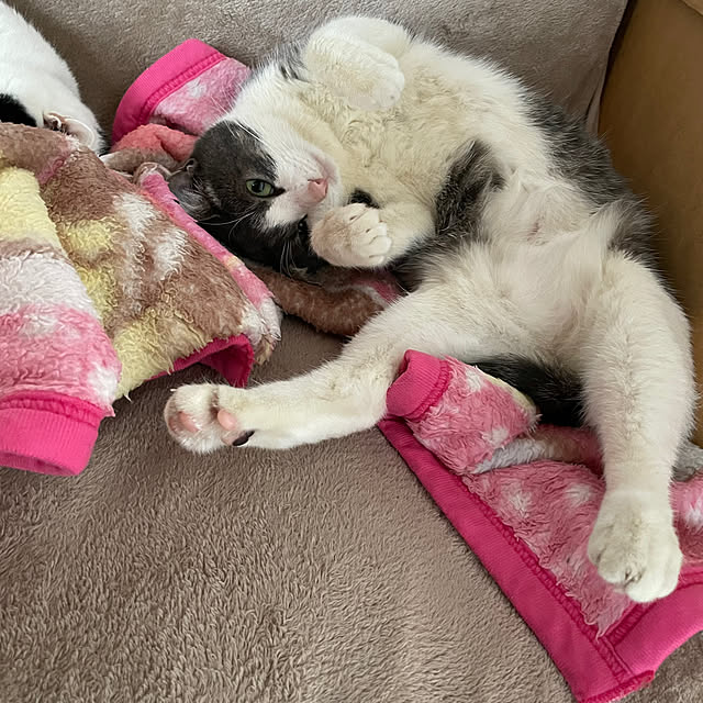 nekosamaさんの実例写真