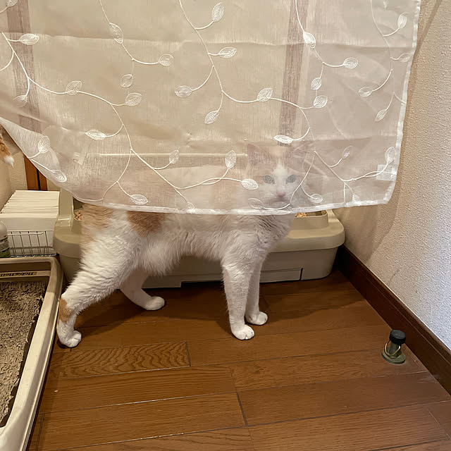 Sugarさんの実例写真