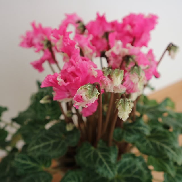 aya_blueさんの部屋