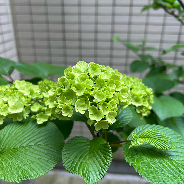 happy-sachiさんの実例写真