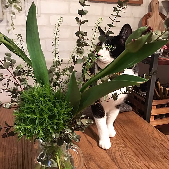 mikasakuさんの実例写真