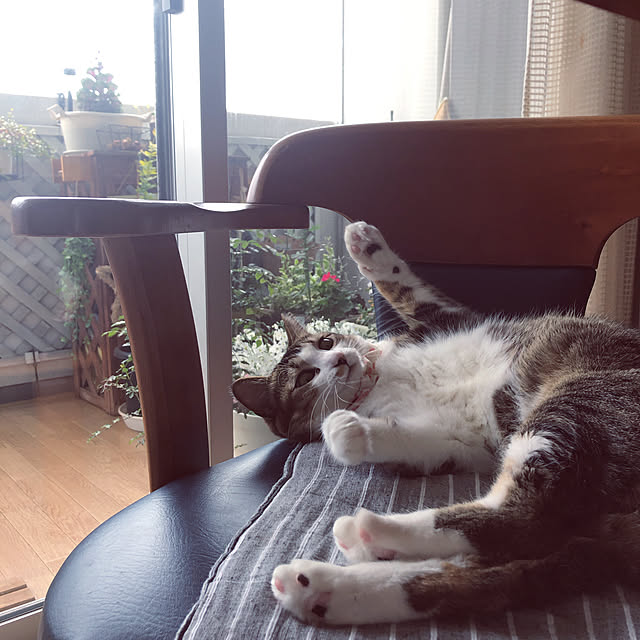 nekomiさんの実例写真