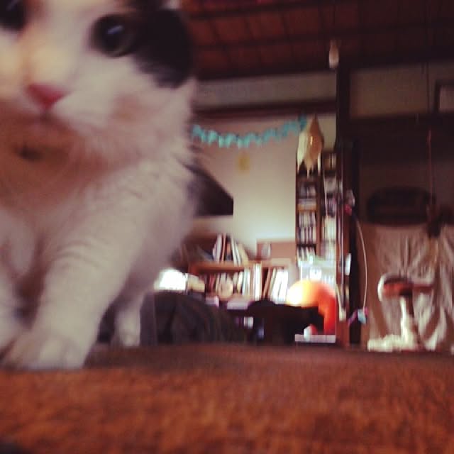 matatabi88さんの実例写真
