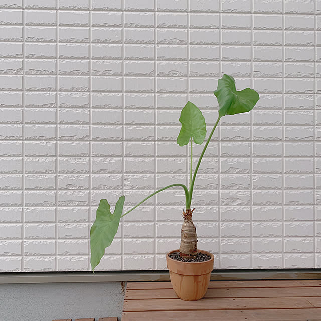 me_moさんの実例写真