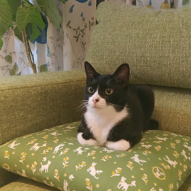 Gomaさんの実例写真