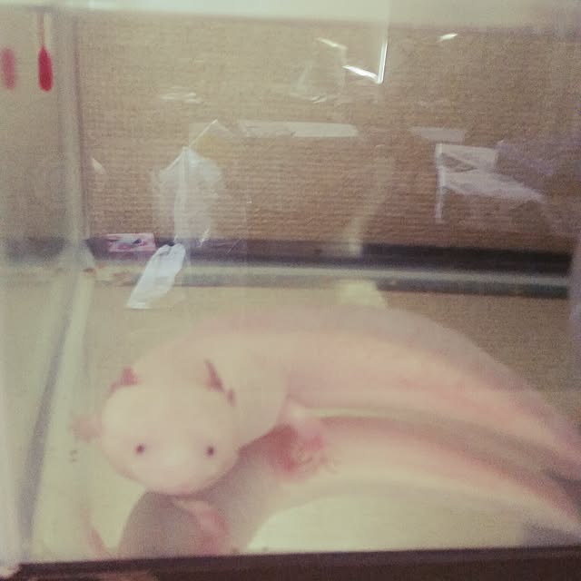 shiratamaさんの実例写真