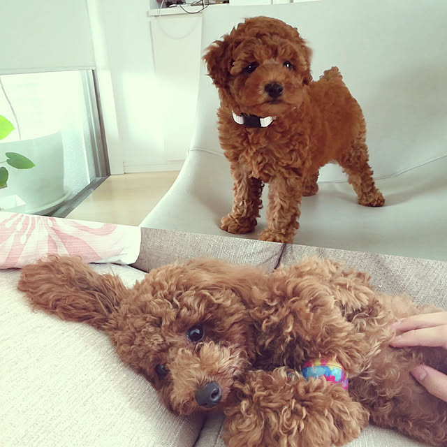yullyさんの実例写真