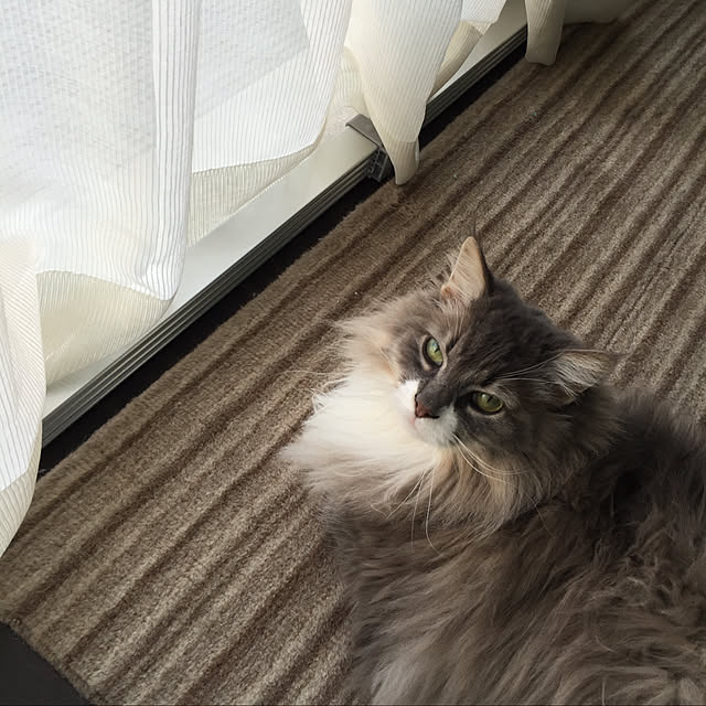 suzuriさんの実例写真