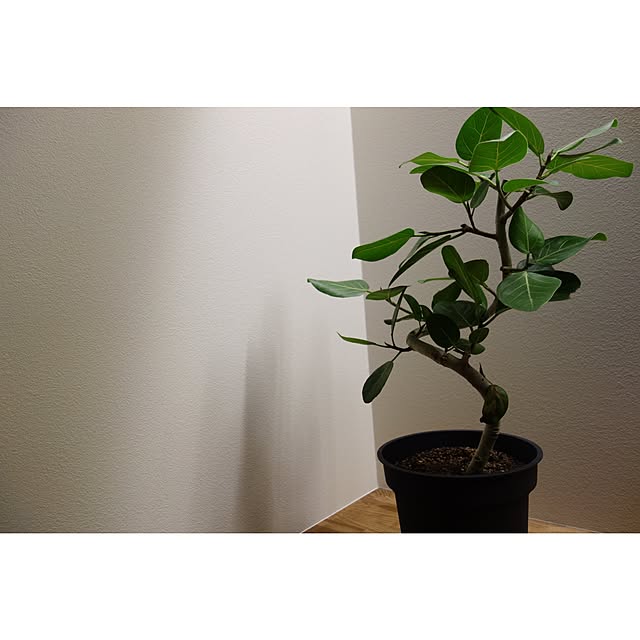 Se-kichiさんの実例写真