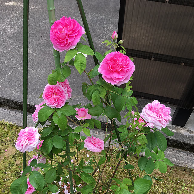 kakoさんの実例写真