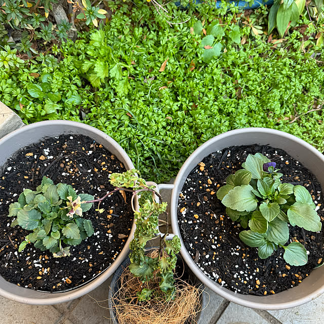 mamizaさんの部屋