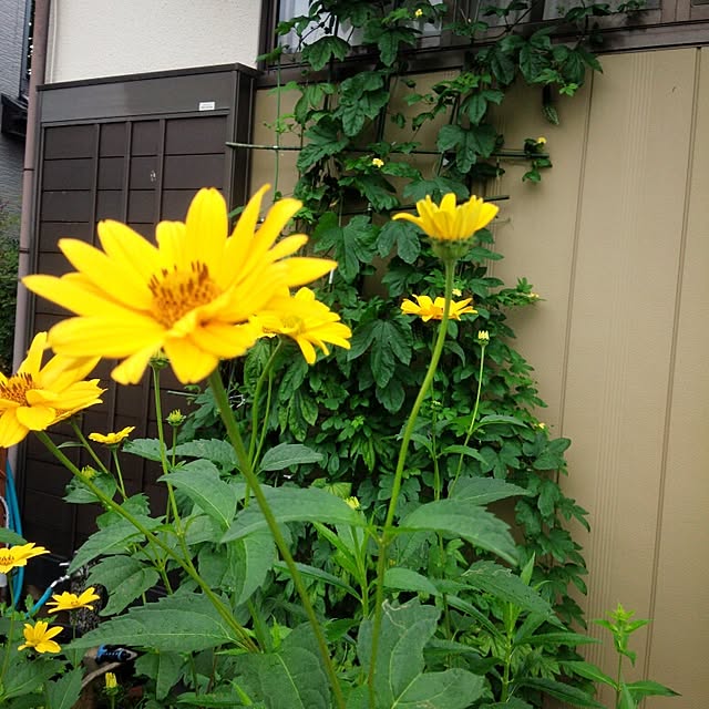 yuki.yukiさんの実例写真