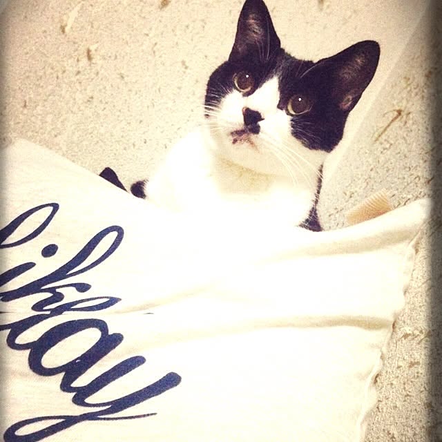 chaiさんの実例写真