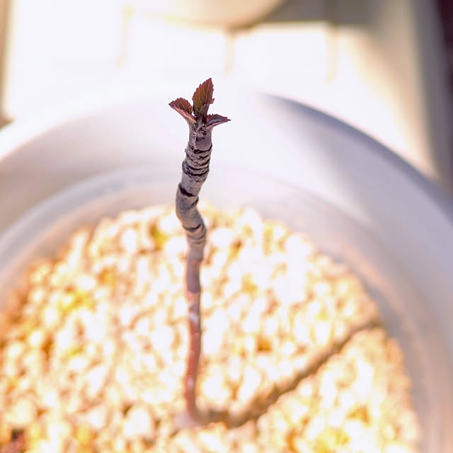 mi-saさんの部屋