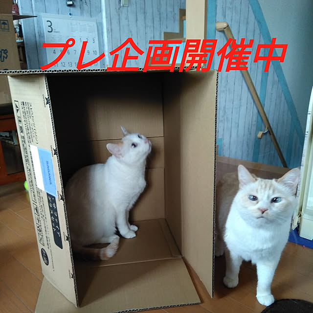 posauruさんの実例写真