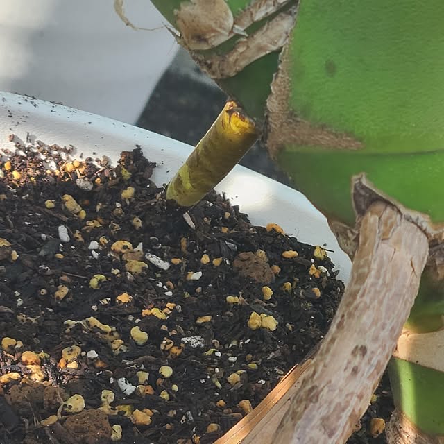 Rubiconさんの部屋