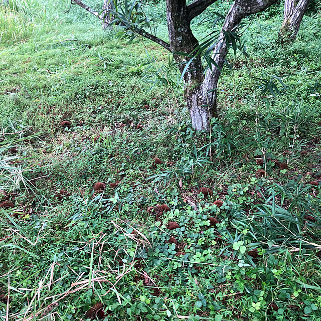 yasaigohanさんの部屋
