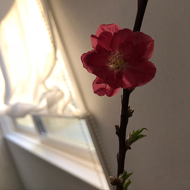 棚/ひな祭りのインテリア実例 - 2018-03-03 17:16:31