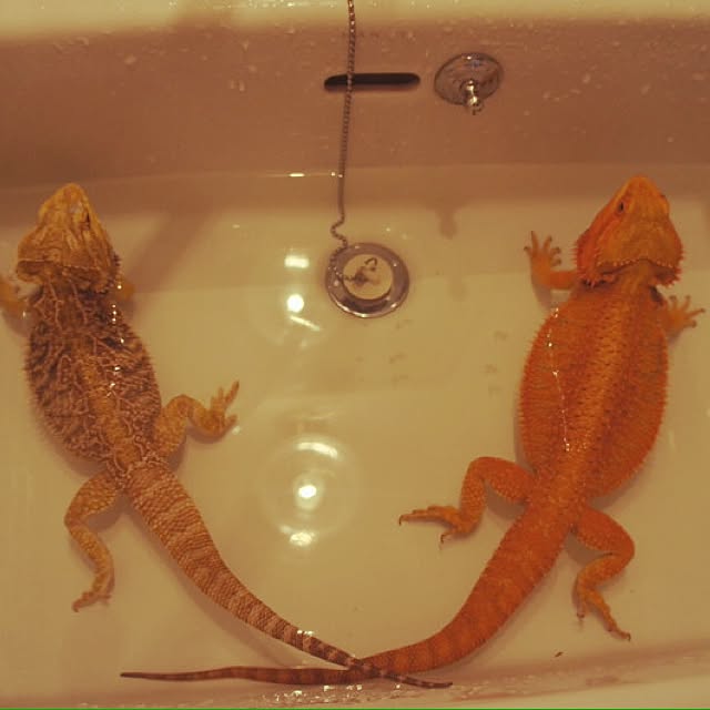 実例写真