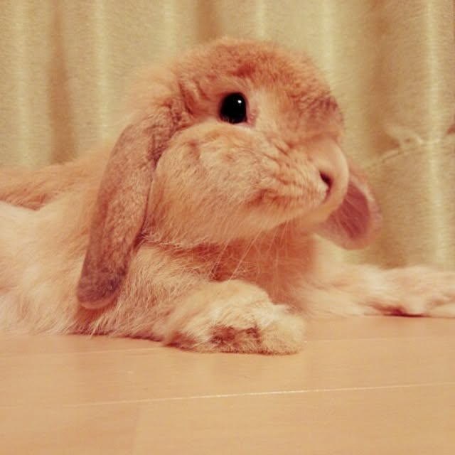 HachIさんの実例写真
