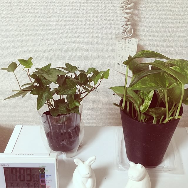 ginjiさんの実例写真