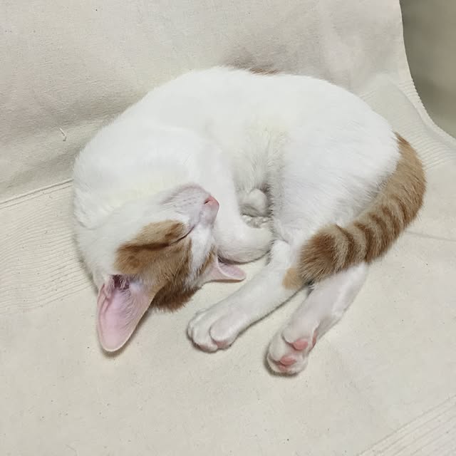 emiさんの実例写真