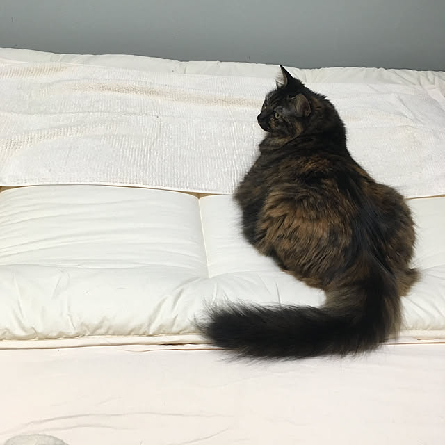 mikomaruさんの実例写真