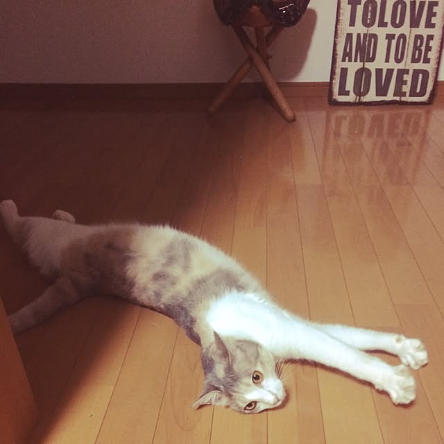 リビング/猫/ねこ部/ねこのいる日常/男前のインテリア実例 - 2016-07-17 22:02:15