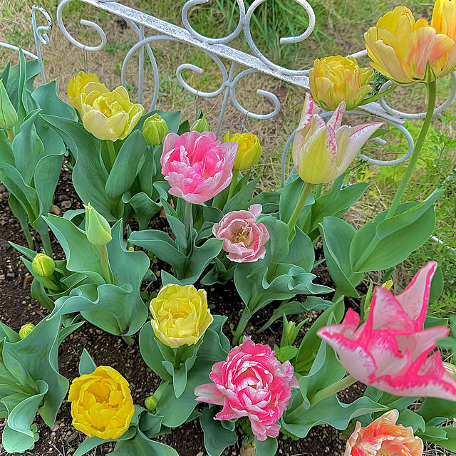 kaochanさんの実例写真