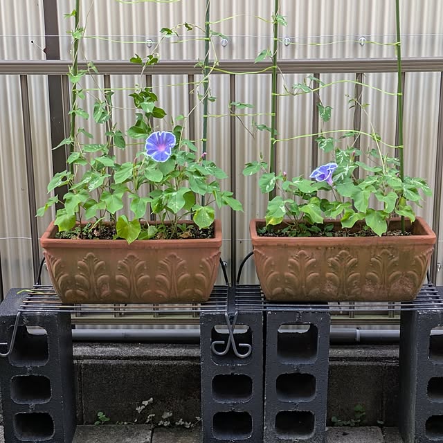 Renさんの実例写真