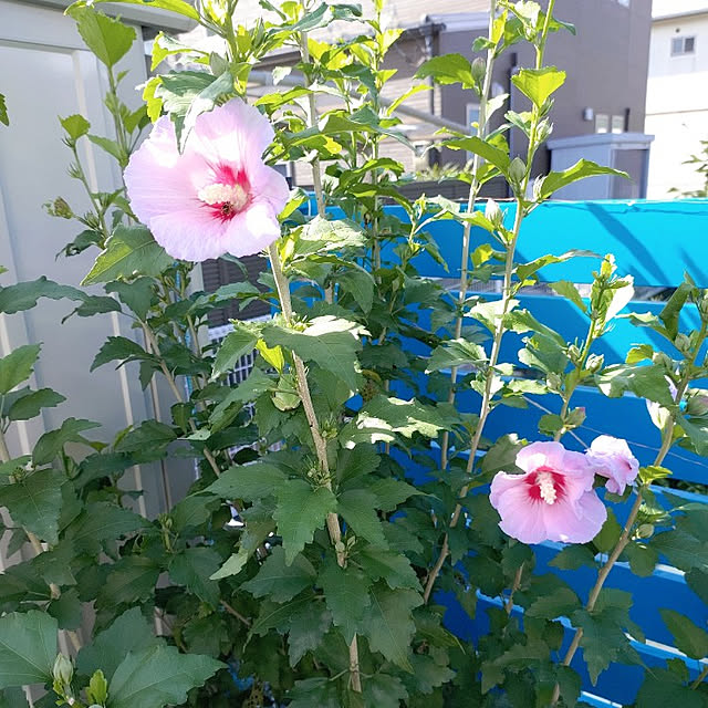 Miyumamaさんの実例写真