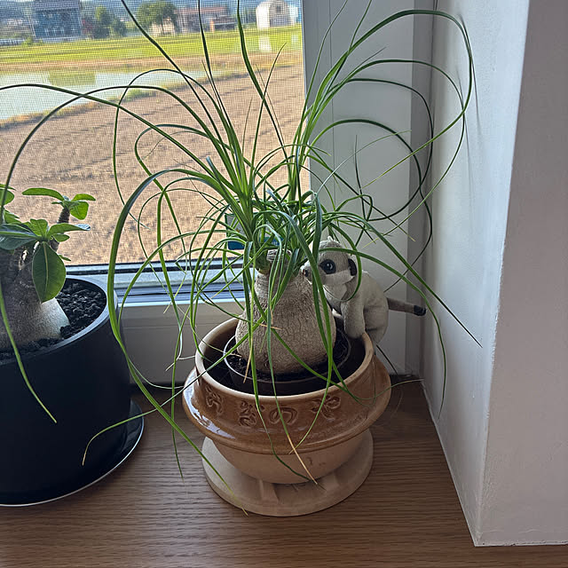 siibさんの実例写真