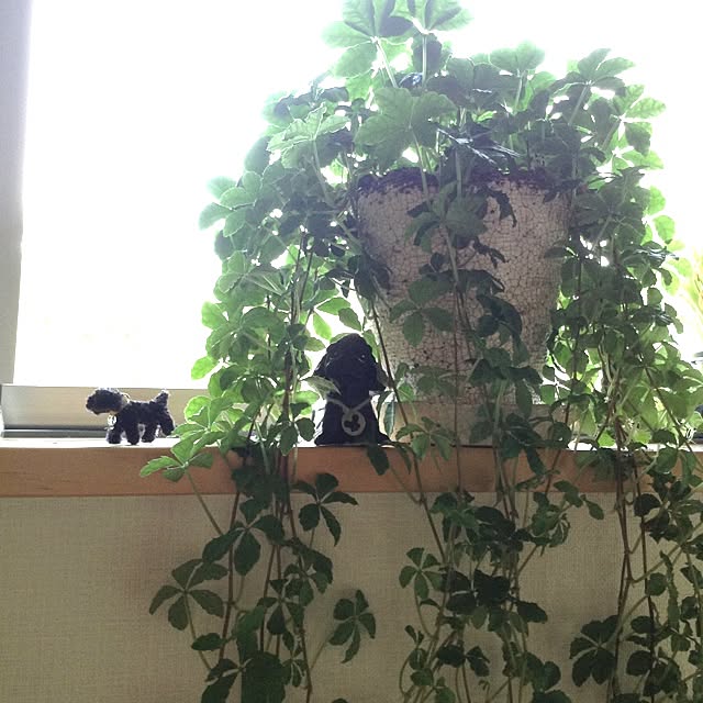 Kenroさんの実例写真