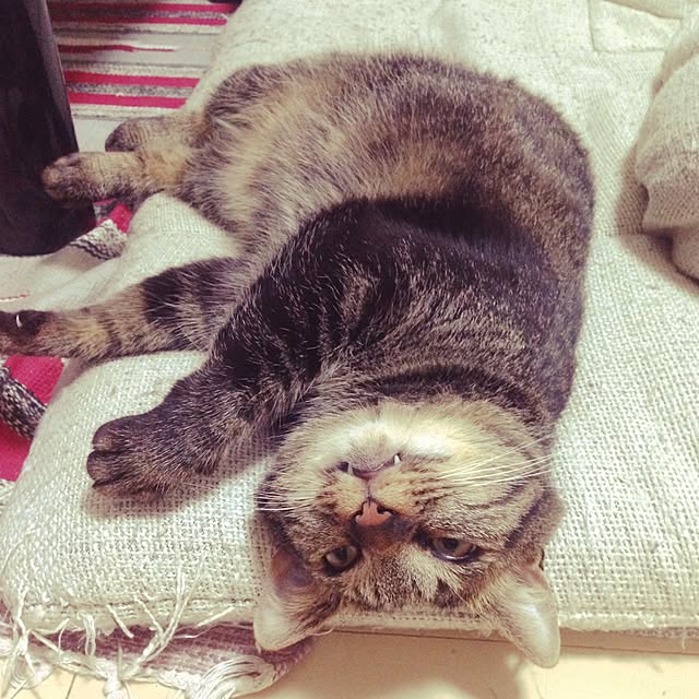 mikanさんの実例写真