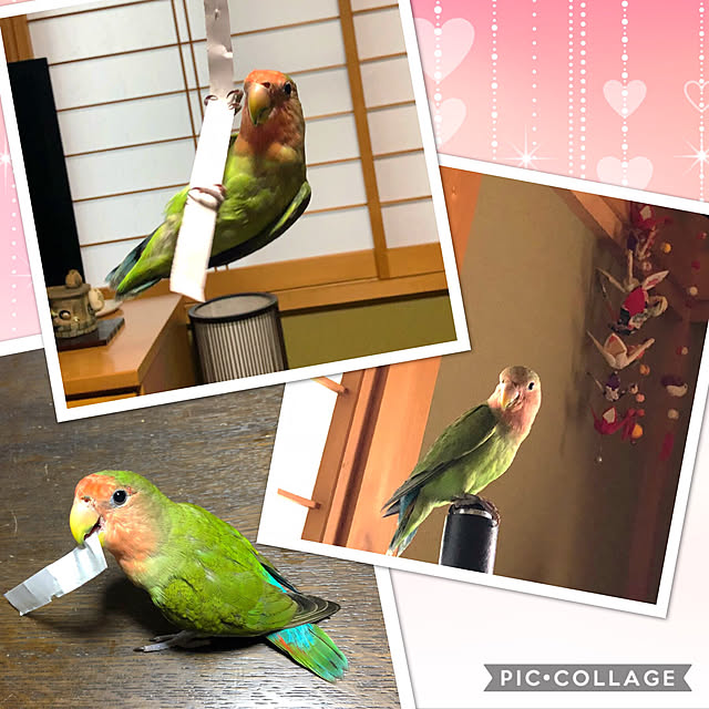 Alohaさんの実例写真