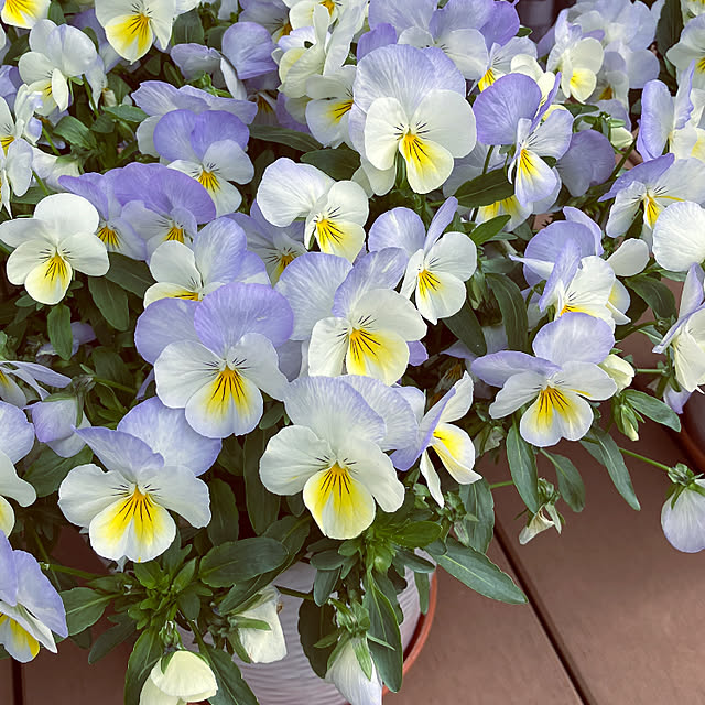 flowerさんの部屋