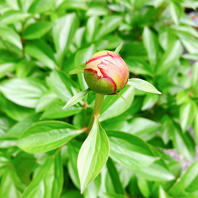 お庭のある暮らし/お庭/芍薬の蕾/芍薬/ガーデニング...などのインテリア実例 - 2023-04-19 08:44:22