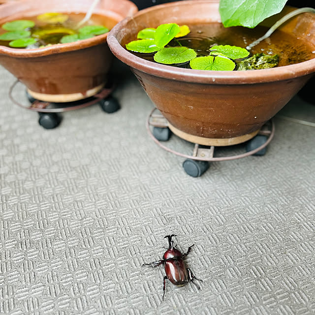 goeさんの実例写真