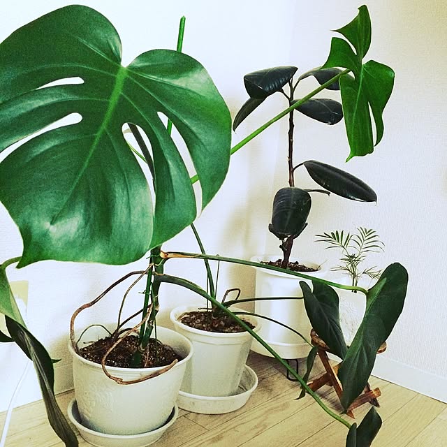 rinyamama128さんの実例写真