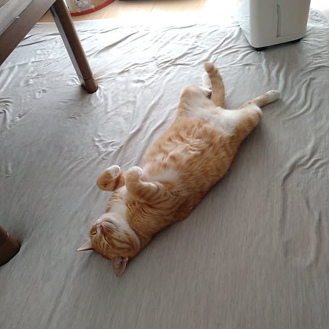 koromaroさんの部屋