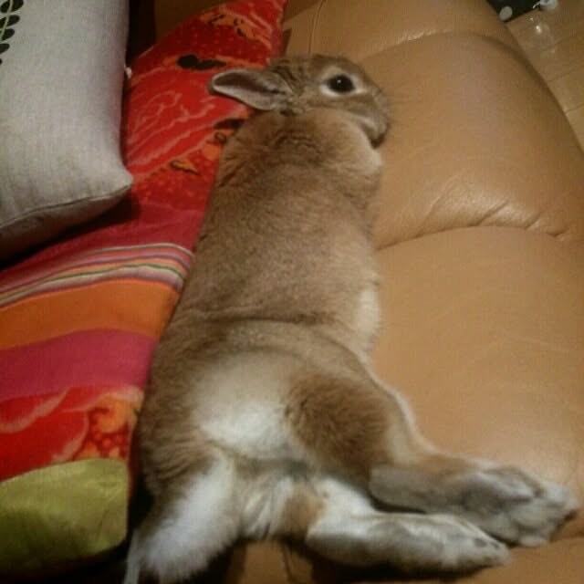 acaさんの実例写真