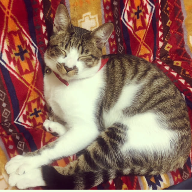 jijiさんの実例写真