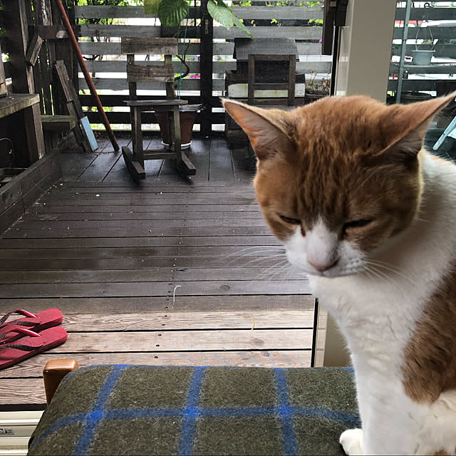 kaizokuさんの実例写真