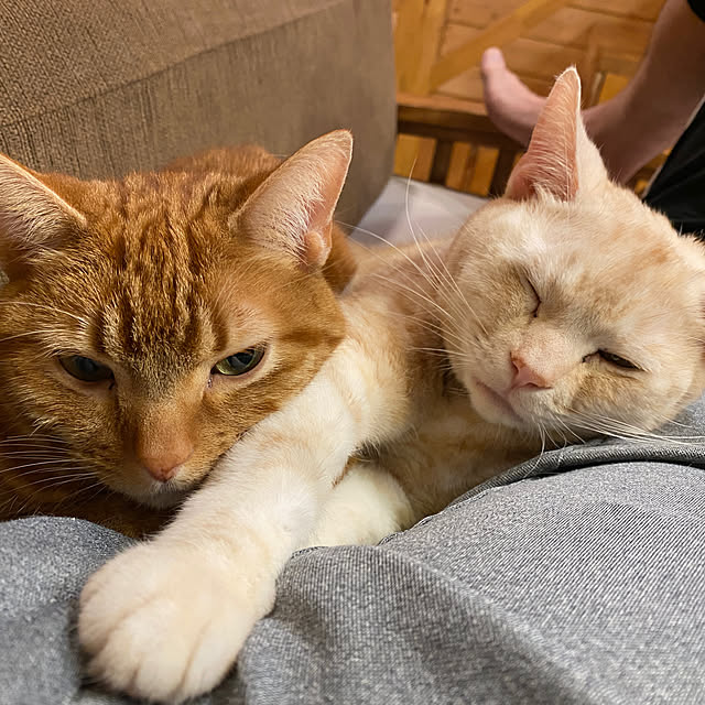 Let-s-DoDoDoさんの部屋