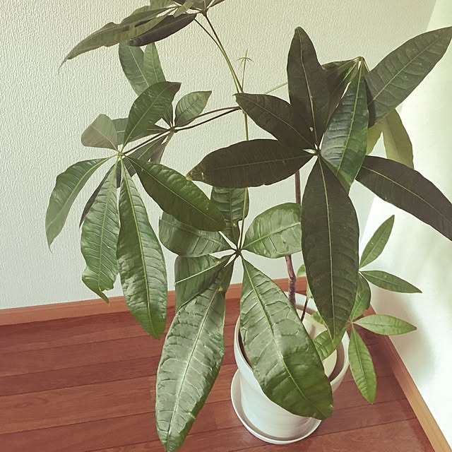 miniさんの実例写真