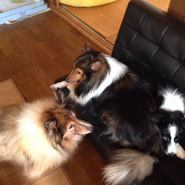 mintさんの実例写真