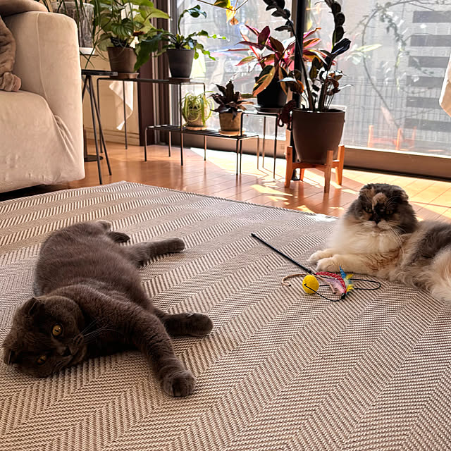 greycatsさんの実例写真