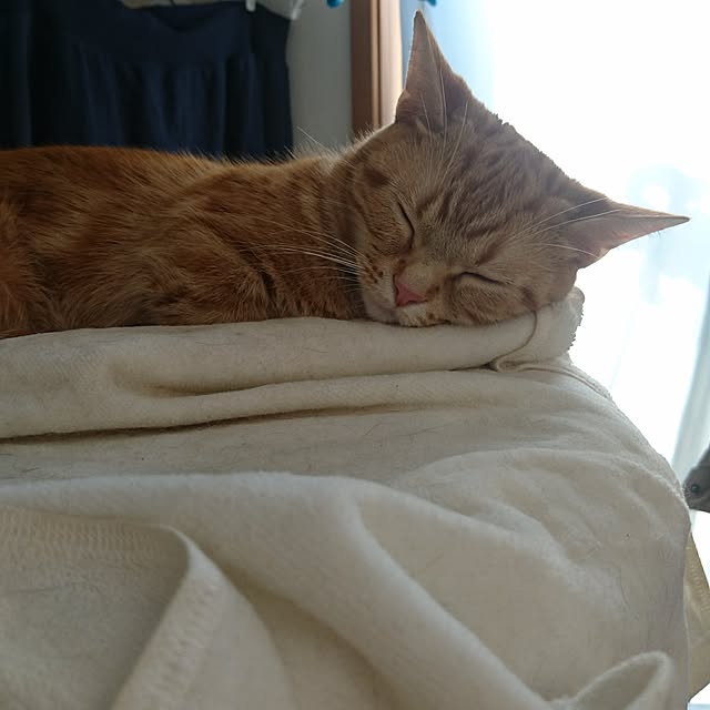 shinobuさんの実例写真
